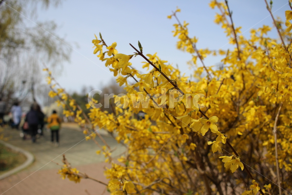 꽃,산책,풍경,봄,spring,flower,tulip,cherryblossom,stroll,park