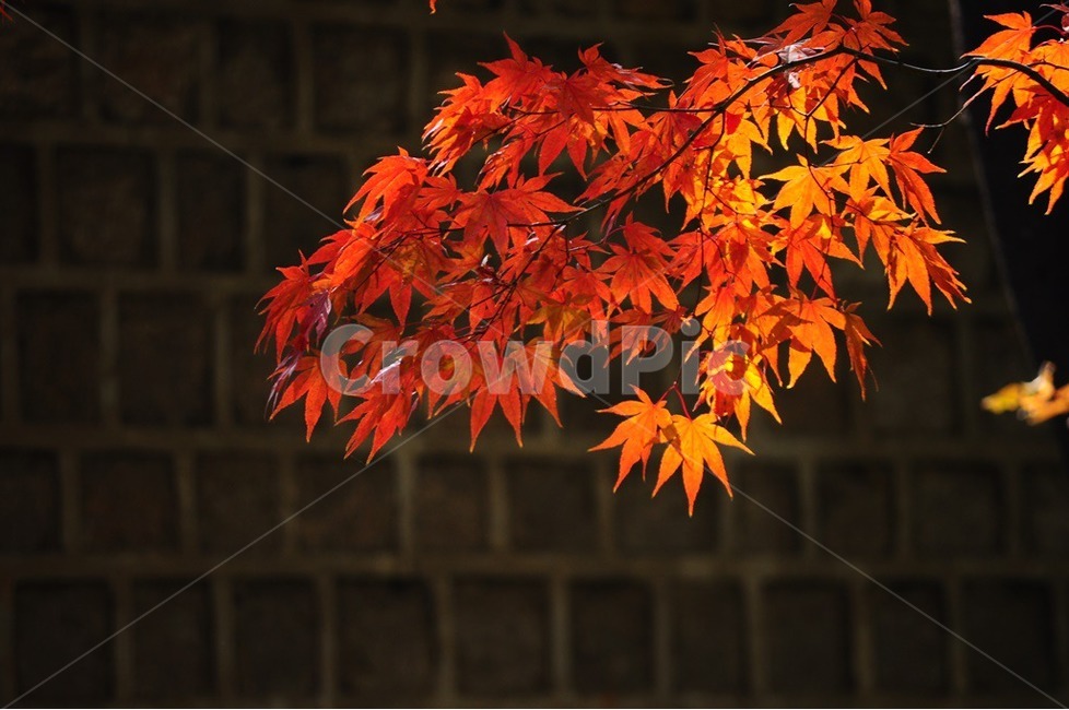 단풍,덕수궁단풍,공원,가을,가을색,가을,계절,fall,autumn,season,색깔,색상,색채,색감,color sense,color sensitivity,feeling of color,leaf,잎,plant,식물,tree,나무