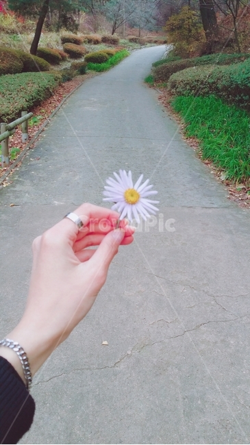 꽃,식물,plant,blossom,플라워,자연,나무,손,계절,꽃길,나무길,나뭇길,person,flower,데이지,풍경,자연하늘,손모델,봄,하늘,구름,산,코스모스