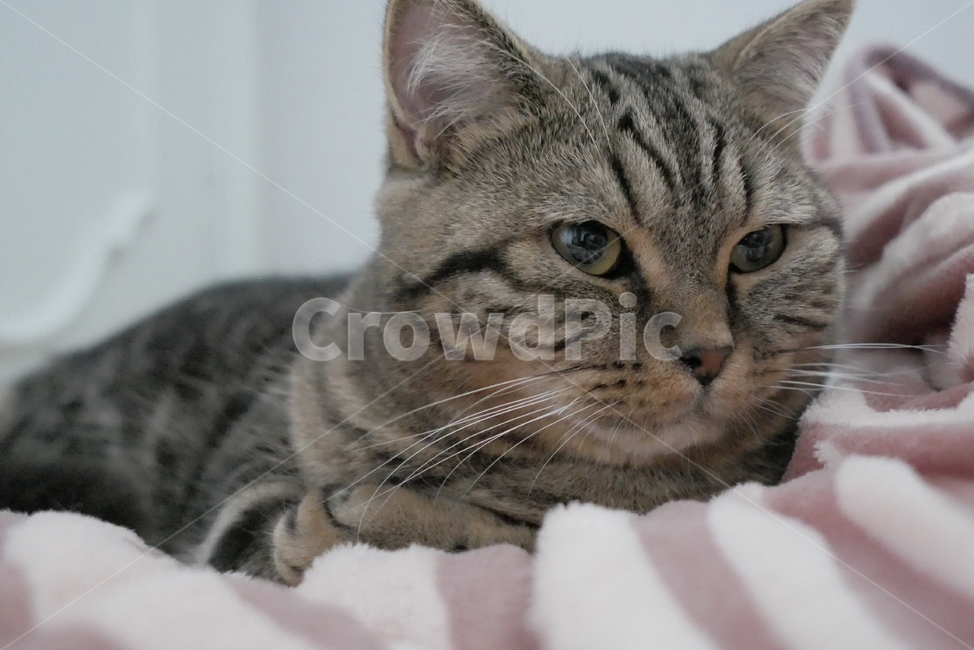 고양이,개냥이,동물,표정,얼굴,귀여운,동물,animal,포유류,mammal,고양이,cat,kitten,kitty