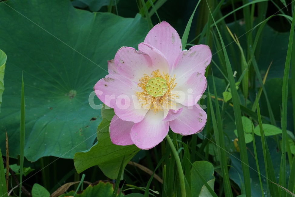 연꽃,련꽃,수련과,담수초,수중식물,식물,lotus,수초