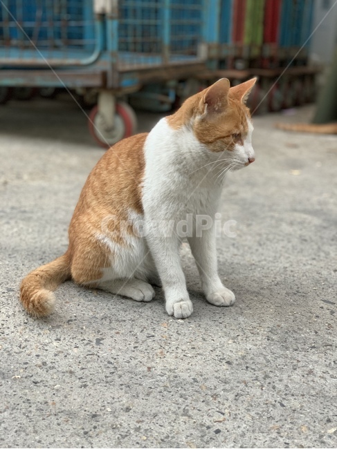 고양이,냥이,앉은고양이,생각하는고양이,알룩무늬고양이