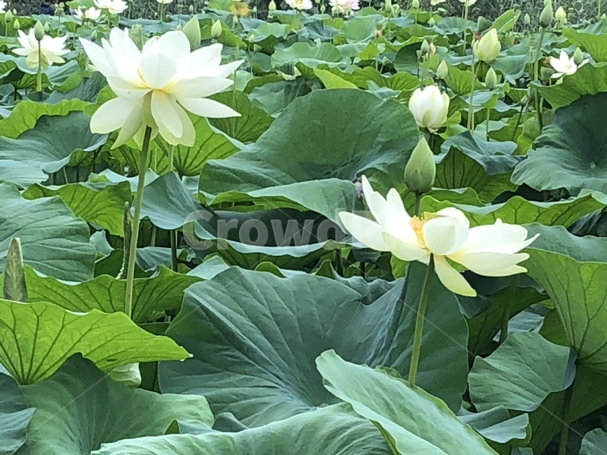 꽃,궁남지,연꽃,연꽃축제,식물