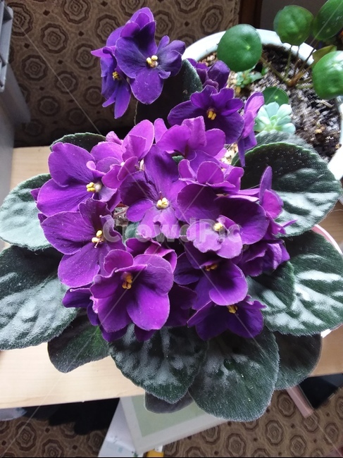 식물,plant,purple,보라색,blossom,꽃