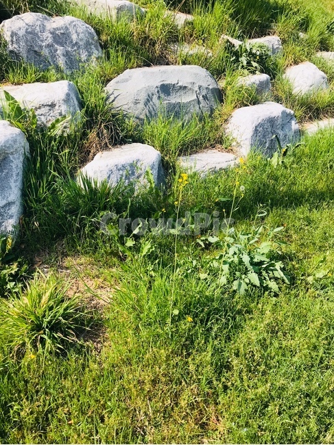 식물,잔디,grass,풀,여름