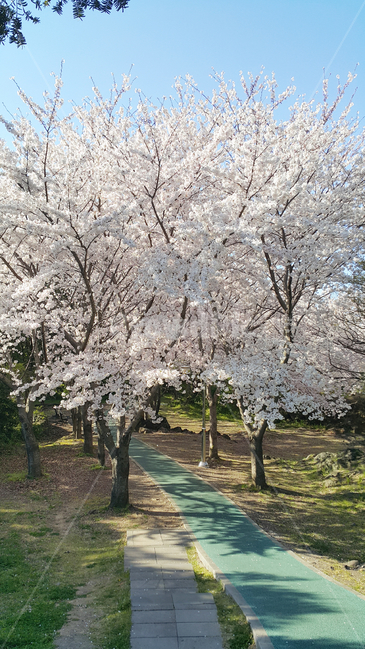 벚꽃,봄,꽃,만개,공원,산책로,산책,봄,계절,spring,season,plant,식물,flower,blossom