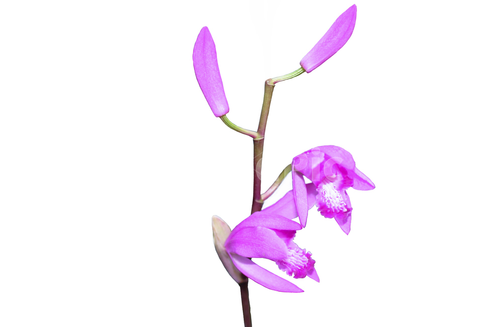 난꽃,꽃잎,꽃,핑크색꽃,배경,식물,자연,plants,nature,꽃,flower,누끼,remove background