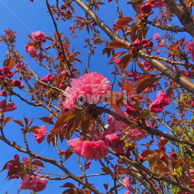 겹벚꽃,꽃나무,식물,분위기,감성,봄,계절,spring,season,식물,자연,plants,nature,꽃,flower,plant,leaf,잎