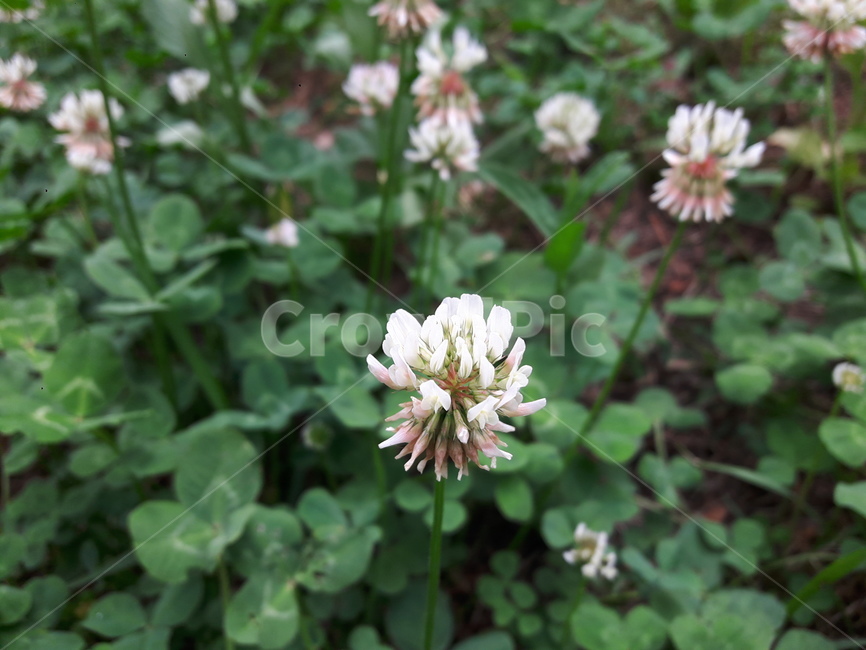 클로버,자연,야생화,꽃,들꽃,식물,자연,plants,nature,꽃,flower