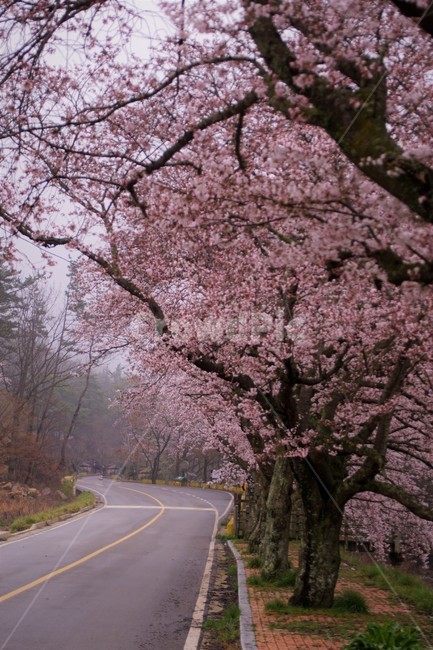 꽃,벚꽃,벚나무,나무,자연,식물,자연풍경,봄,spring,nature,trees,감성,분홍색,pink,길,풀,초록,green,sky,하늘,봄,계절,spring,season,plant,flower,blossom