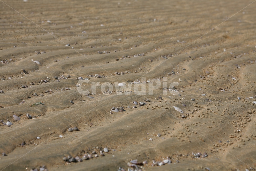 바닷가,모레,조개껍질,물자욱,sand,stream,shell,자연,풍경,nature,landscape,해변,바다,beach,sea,ground,바닥,soil,흙