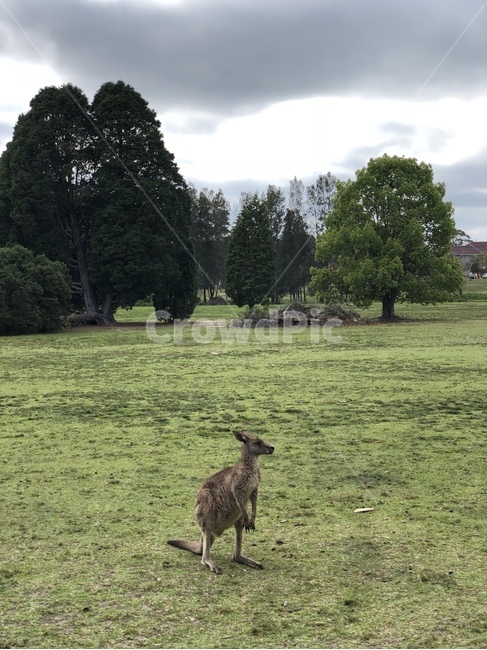 animal,동물,wallaby,캥거루,kangaroo,포유류,mammal,호주