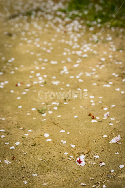 봄,꽃잎,낙화,매화,봄풍경,봄,계절,spring,season