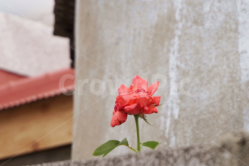 꽃,빨간색,식물,자연,감성,감성사진,여행,제주도,제주,flower,red,plant,식물,자연,plants,nature,꽃,flower