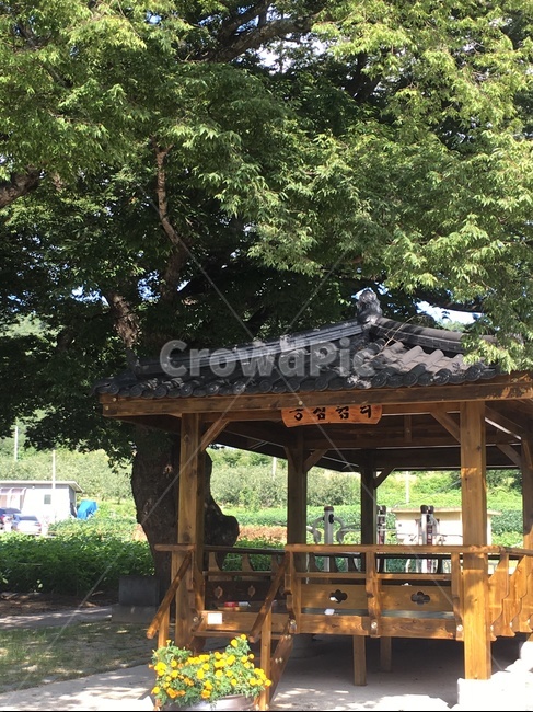 안마당,쉼터,나무,정자,trees