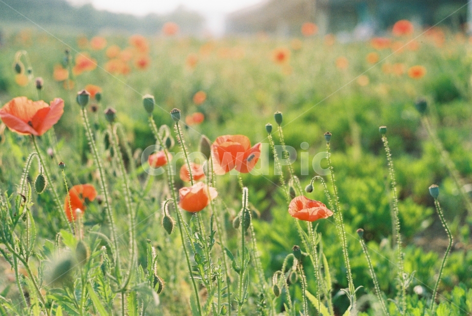 필름사진,꽃,봄,flower,spring,식물,자연,plants,nature,꽃,flower,감성,sensible,feeling