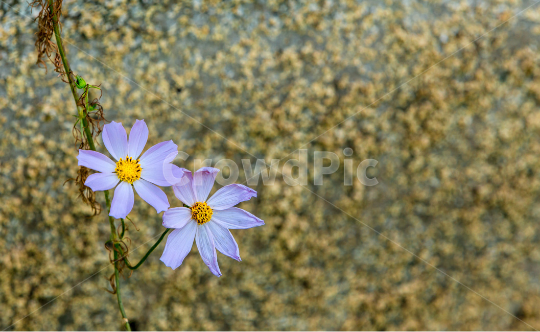 가을,코스모스,문양,무늬,배경,질감,식물,자연,plants,nature,꽃,flower