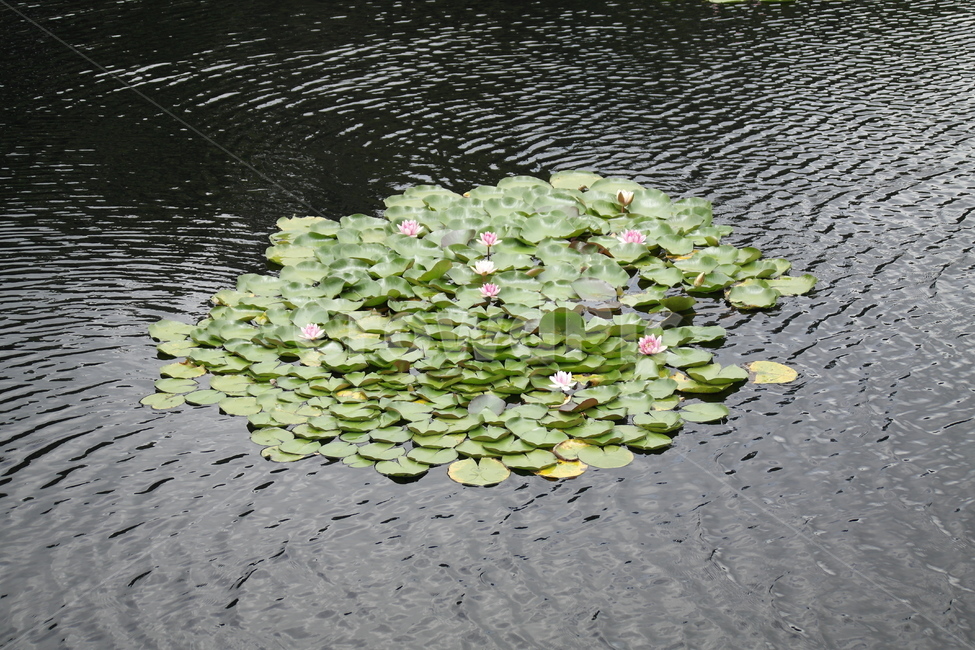 water,물,plant,수련,물결,풍경,식물,자연,plants,nature,꽃,flower