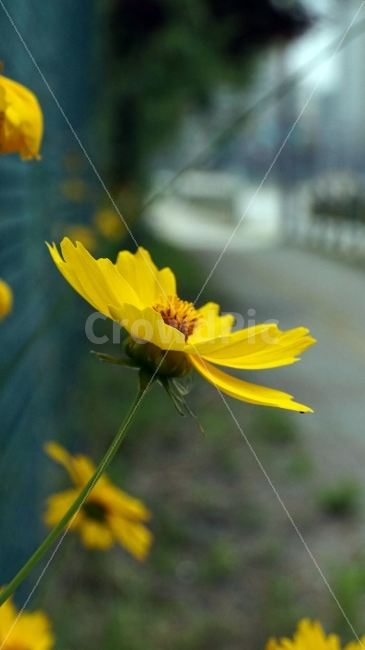 금계국,꽃,플라워,자연,식물,flower,nature,철조망,거리,꽃사진,접사,macro,풍경,landscape,plants,식물,자연,plants,nature,꽃,flower
