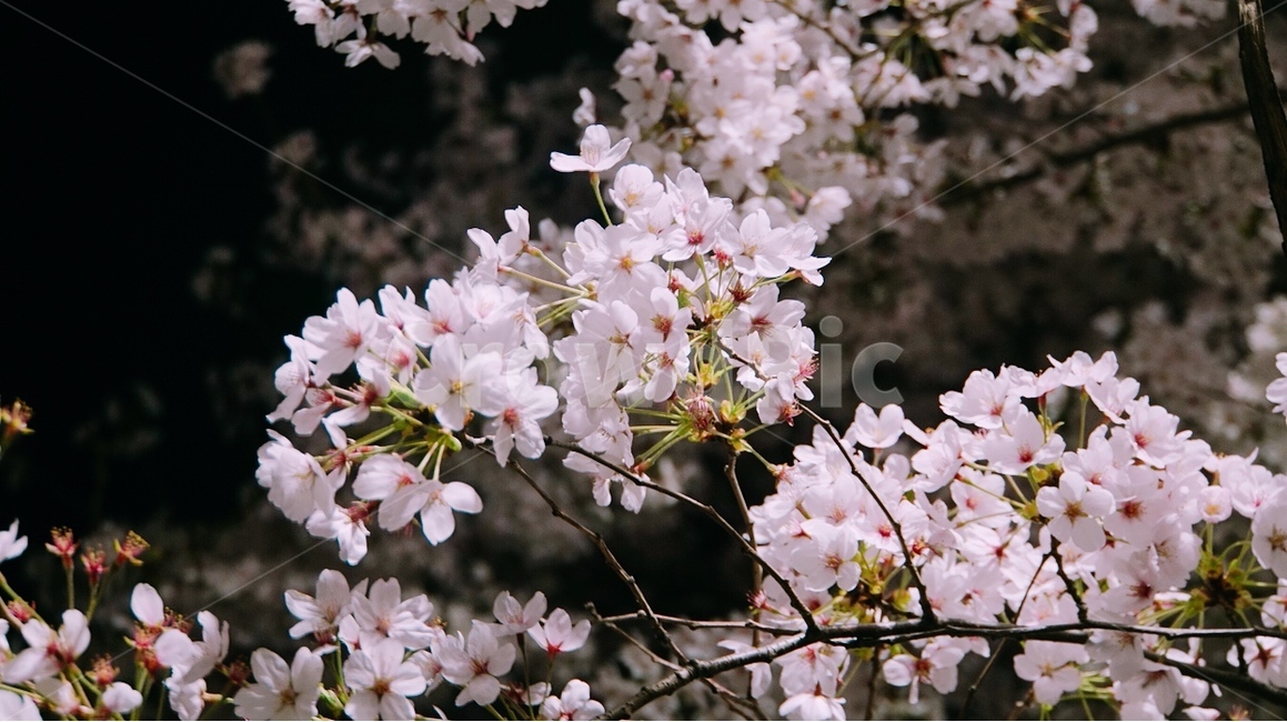 봄,벚꽃,spring,cherryblosson,flower,꽃,봄,계절,spring,season,식물,자연,plants,nature,꽃,flower,plant,blossom