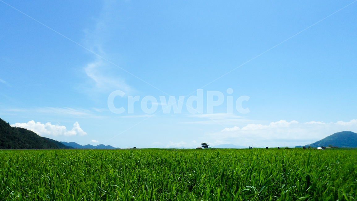 nature,들,field,outdoors,옥외,자연,습지,순천만,순천만습지,순천만생태공원,공원,자연,풍경,nature,landscape,grassland,목초지