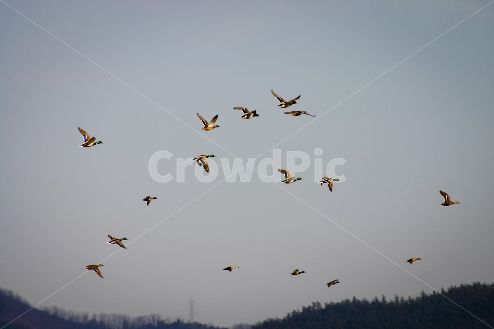 하늘,철새,청둥오리,날아감,날개,새들,migratorybird,mallard,동물,animal,조류,새,birds