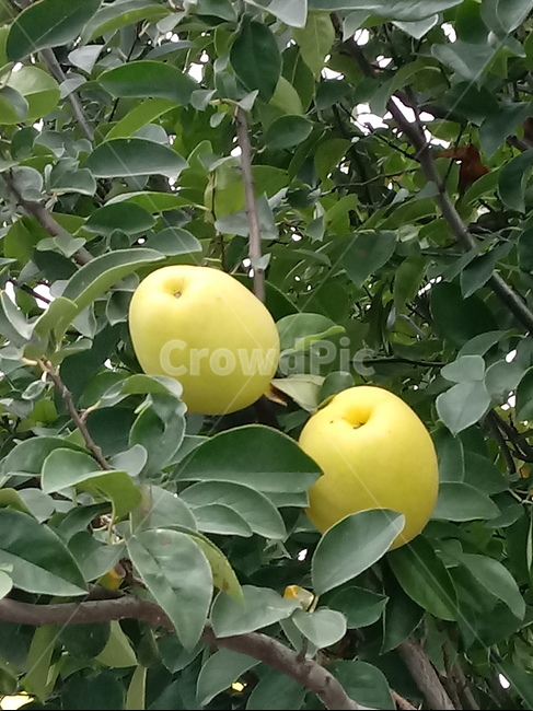 식물,모과,열매,과일,장미과,나무,과일,열매,fruit