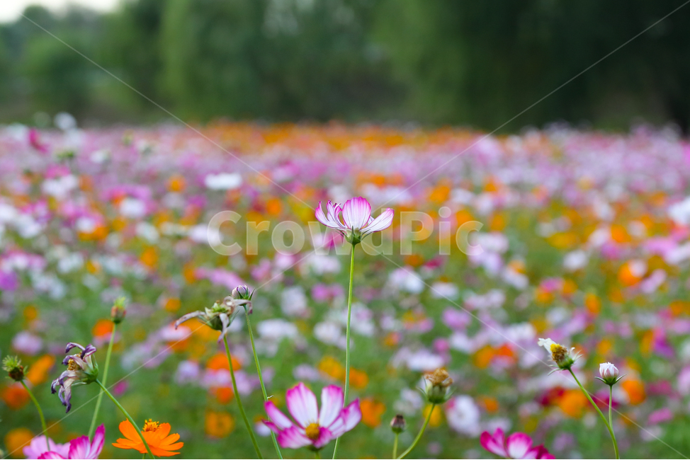 꽃,코스모스,가을,감성사진,식물,계절,fall,autumn,season,휴식,힐링,rest,relaxation,healing,자연,plants,nature,flower,감성,sensible,feeling,색깔,색상,색채