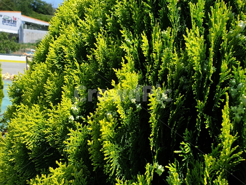 푸른,나무,나뭇잎,아름다운,초록색,형광색,plant,식물,vegetation,초목,잎,연두색,녹색