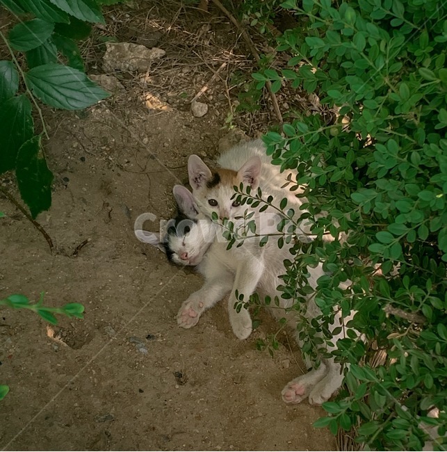 고양이,가족,따뜻함,동물,애완견