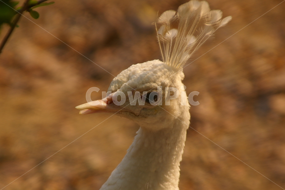 peacock,공작,공작새,bird,새,animal,동물,beak,부리,동물,animal,조류,새,birds