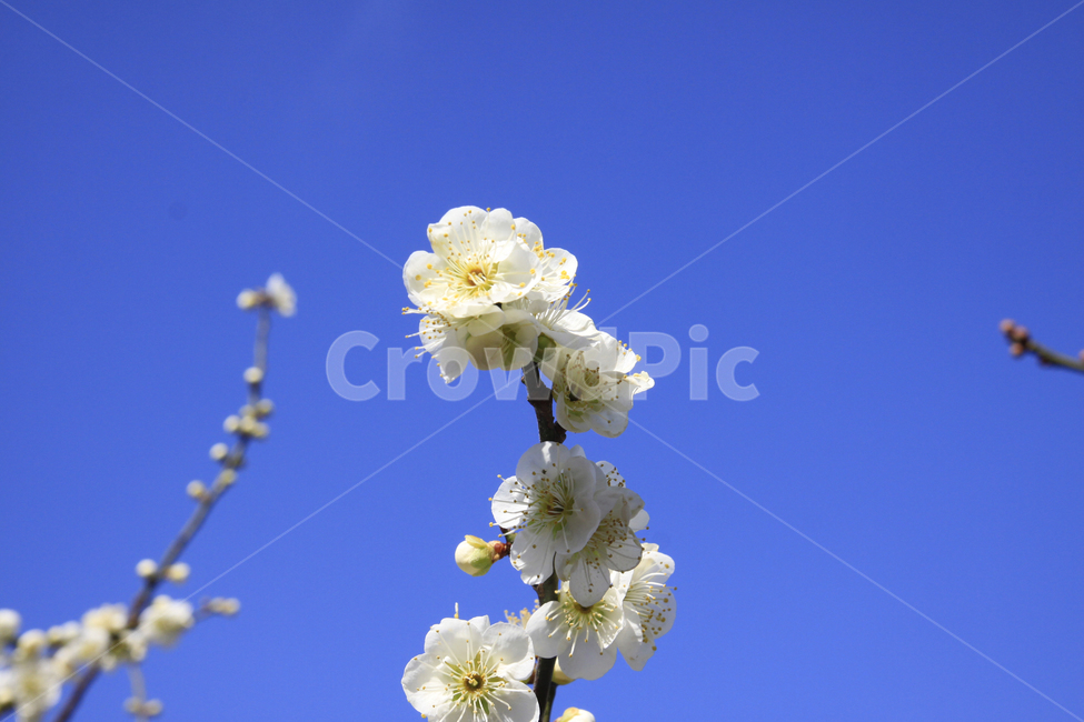 봄,자연,매화,꽃,매화꽃,매화마을,spring,flower,nature,season,나무,식물,봄꽃,계절,봄,계절,spring,season,식물,자연,plants,nature,꽃,flower,plant