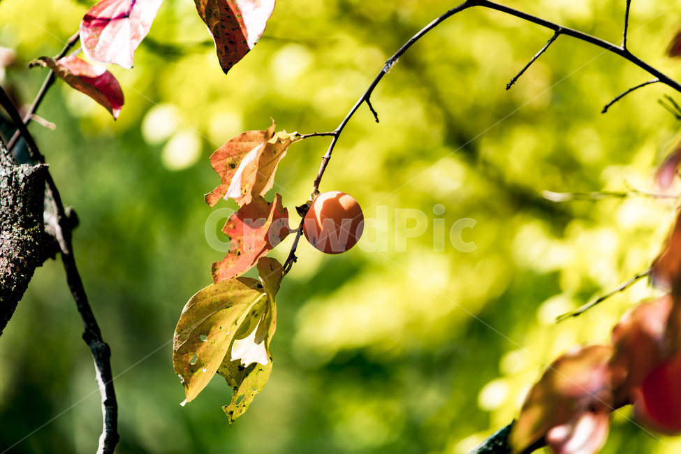 가을,낙엽,단풍,감나무,감,자연,풍경,식물,잎,가을,계절,fall,autumn,season,과일,열매,fruit,plant