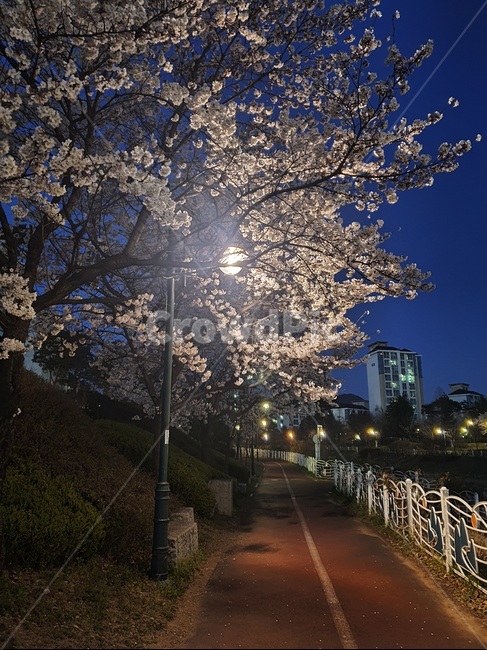 벚꽃,야경,벚꽃나무,꽃,봄
