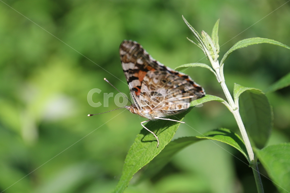 나비,자연,곤충,insect,식물,butterfly,풀,꽃,동물
