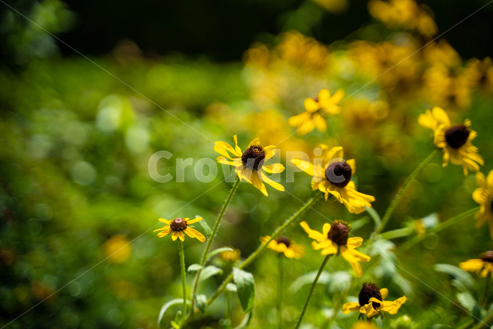 꽃,자연,plants,nature,flower,식물,꽃잎,화사한,노란꽃