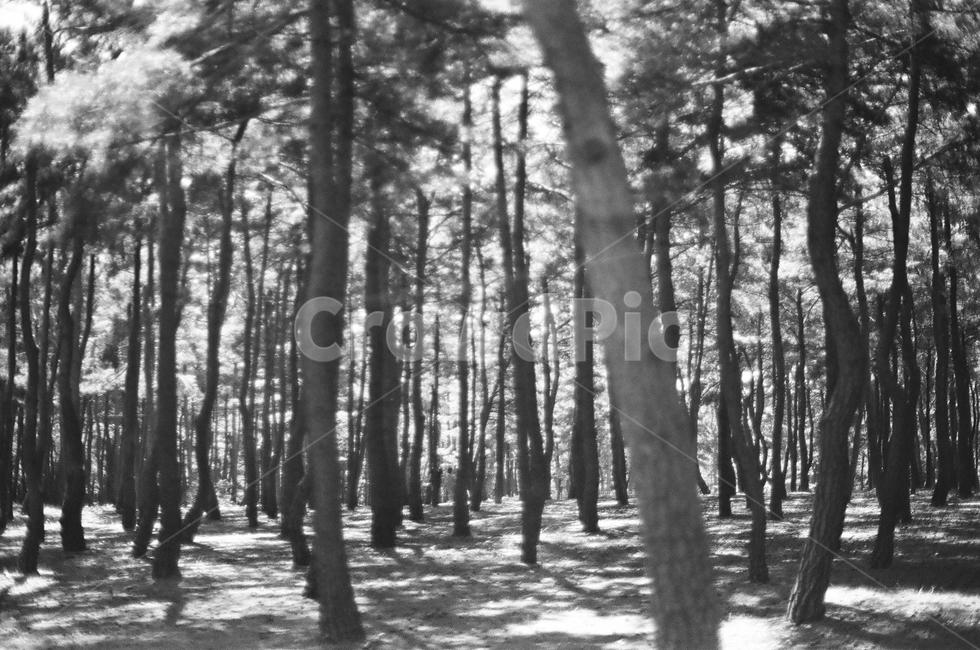 tree,나무,숲,forest,수직,수평,그늘,숲길,black,white,흑백사진,필름카메라,film,자연,풍경,nature,landscape,흑백,모노톤,monochrome,black and white,plant,식물,vegetation,초목,outdoors,옥외,land,땅,woodland,삼림지,grove,작은 숲
