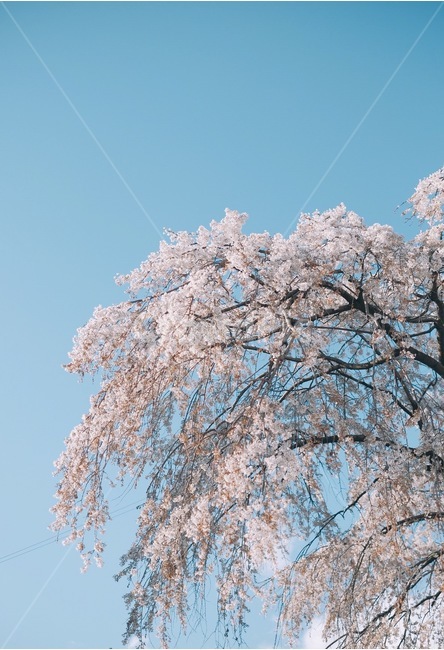 꽃,벚꽃,하늘,감성,봄,봄,계절,spring,season,식물,자연,plants,nature,나무,trees,wood,plant,flower,blossom