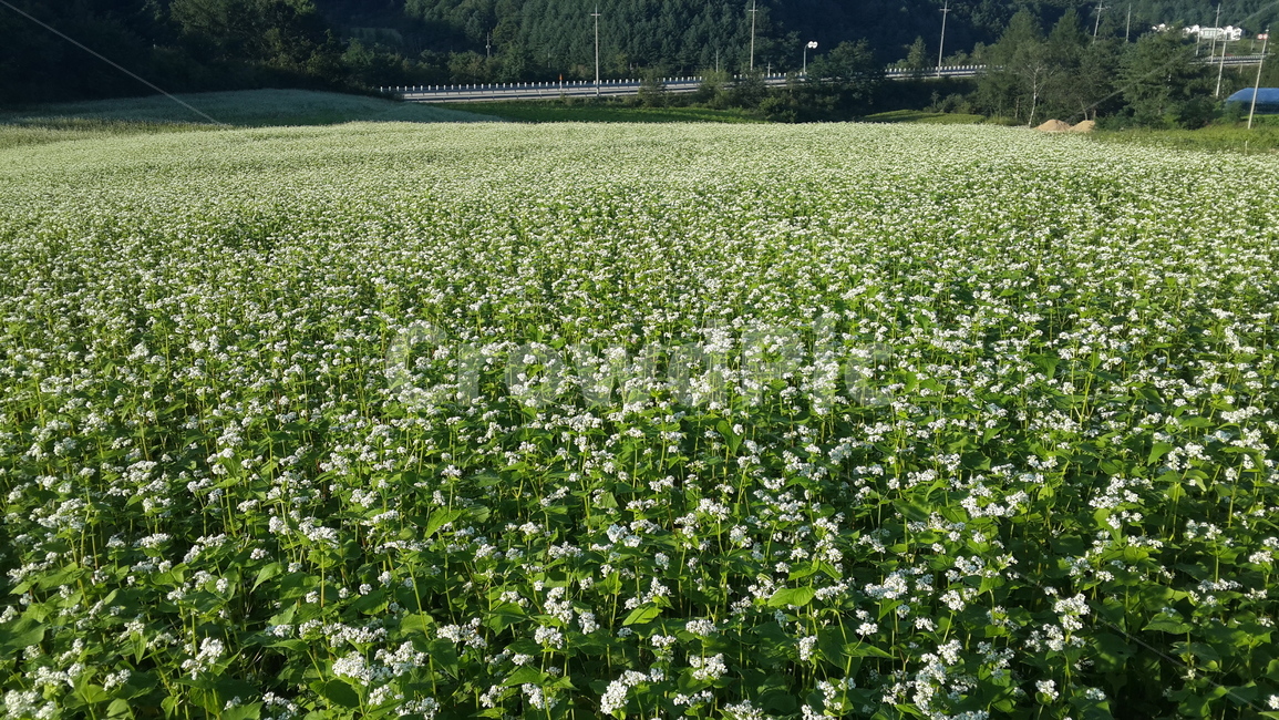 평창,메밀,메밀꽃,buckwheat,autumn,fall,가을,시골,자연,풍경,nature,landscape,식물,plants,꽃,flower,field,들,outdoors,옥외,grassland,목초지