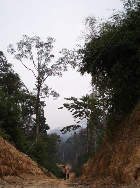 인도네시아,보르네오,칼리만탄,정글,밀림,거목,큰나무,indonesia,borneo,kalimantan,bigtree,tree