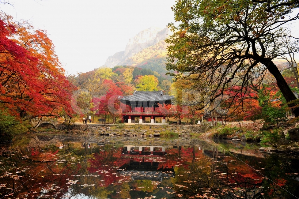 백양사,단풍,내장산,사진출사지,여행,가을,가을,계절,fall,autumn,season,자연,풍경,nature,landscape,한국자연풍경,한국자연경관,korea nature landscape,한국전통,한국문화,korean traditional,korean culture