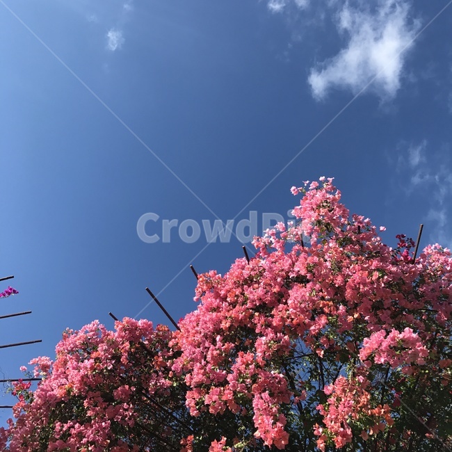 봄,꽃,spring,flower,summer,la,엘에이,sky,하늘,미국,pink,losangeles