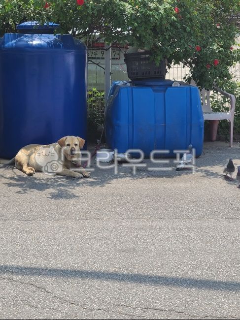 동물,개,새,나른,포유류,animal