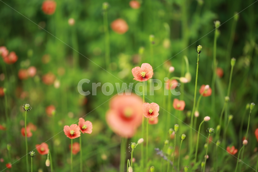 양귀비,꽃,꽃밭,야생화,들꽃,flower,식물,자연,plants,nature,꽃,flower