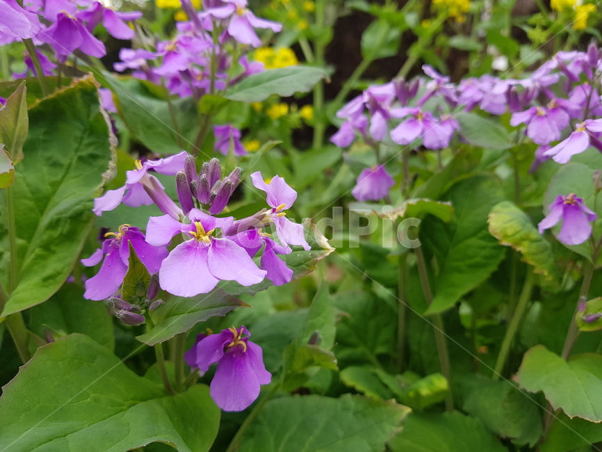 flower,blossom,plant,geranium,꽃,식물,식물,자연,plants,nature,꽃,flower
