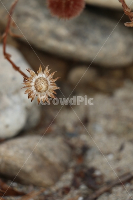 꽃,겨울,마른꽃,식물,강가,꽃이진자리,식물,자연,plants,nature,꽃,flower