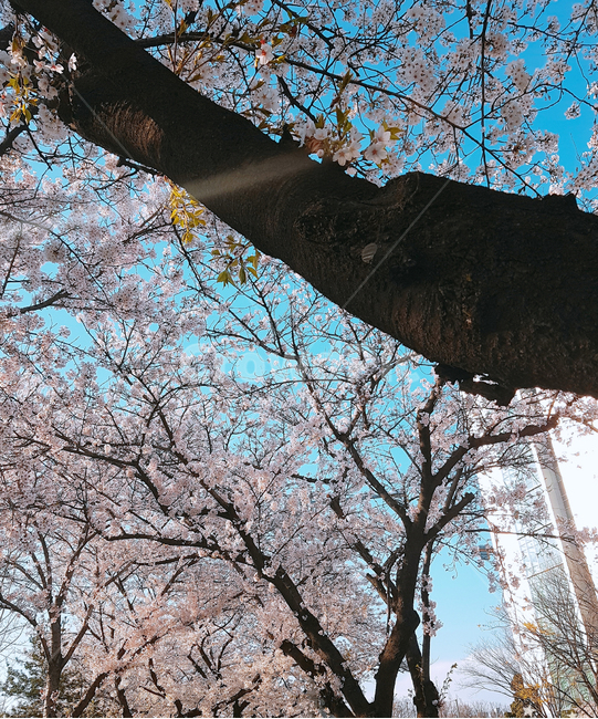 식물,plant,꽃,flower,벚꽃,cherryblossom,blossom,봄,spring