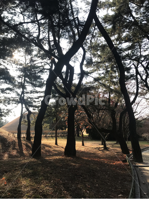 식물,tree,나무,plant,나무줄기