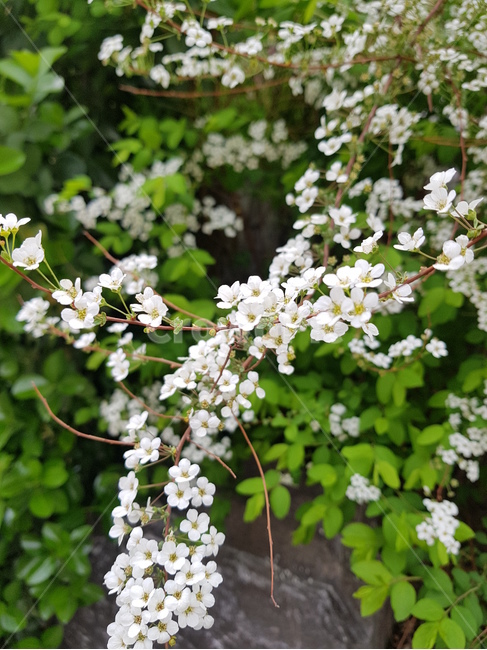 새체리,벚나무,하얀꽃,식물,plant,식물,자연,plants,nature,꽃,flower