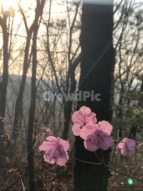 plant,flower,꽃,식물,봄